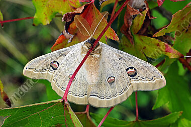 Pfauenspinner Neoris schencki Männchen