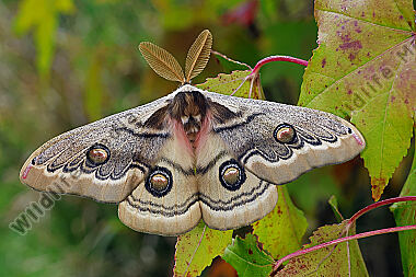 Pfauenspinner Neoris schencki Männchen