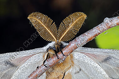 Pfauenspinner Neoris schencki Männchen
