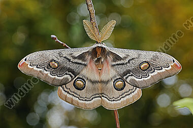 Pfauenspinner Neoris schencki Männchen