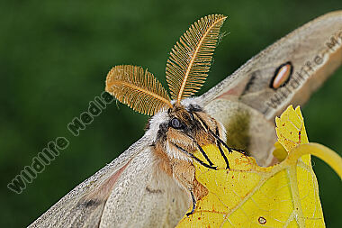 Pfauenspinner Neoris schencki Männchen
