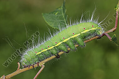 Pfauenspinner Neoris schencki Raupe