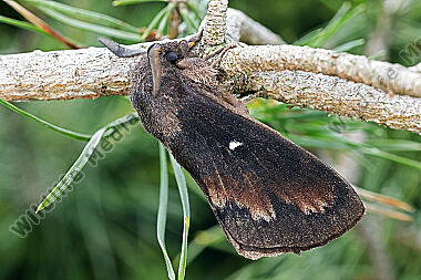 Kiefernspinner Männchen