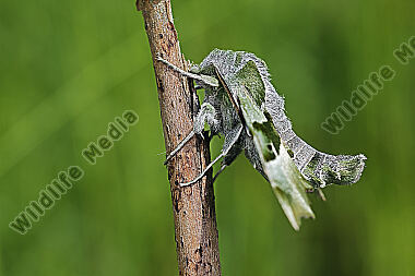 Nachtkerzenschwärmer