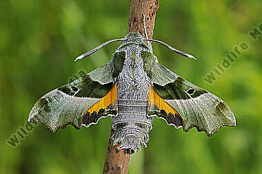 Nachtkerzenschwärmer