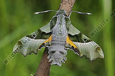 Nachtkerzenschwärmer