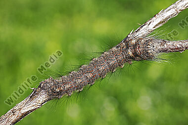 Syrischer Seidenspinner halberwachsene Raupe