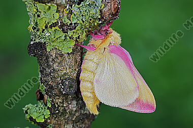 Rosa Ahornspinner Männchen