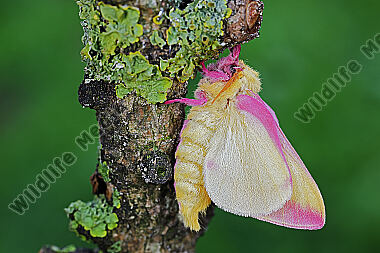 Rosa Ahornspinner Männchen