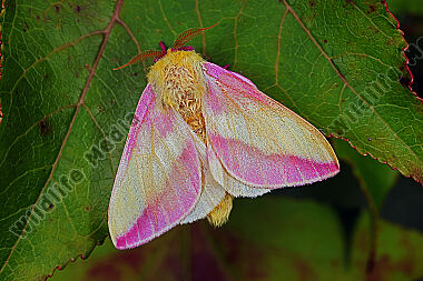 Rosa Ahornspinner Männchen