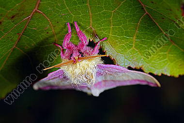 Rosa Ahornspinner Männchen