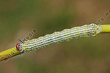 Rosa Ahornspinner Raupe