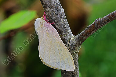 Rosa Ahornspinner Weibchen