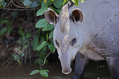 Flachlandtapir