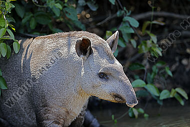 Flachlandtapir