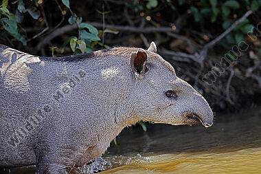 Flachlandtapir