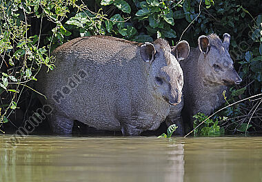 Flachlandtapir