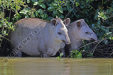Flachlandtapir