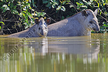 Flachlandtapir