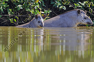 Flachlandtapir