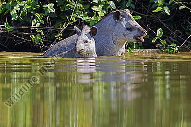 Flachlandtapir