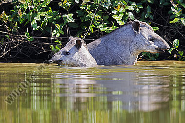 Flachlandtapir