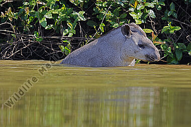 Flachlandtapir