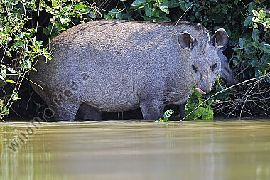 Flachlandtapir