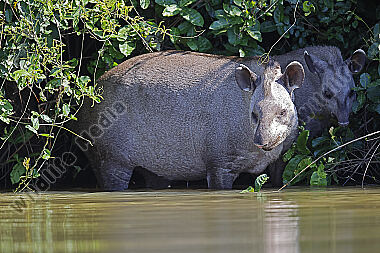 Flachlandtapir