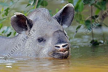 Flachlandtapir