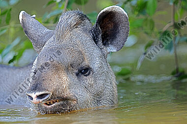 Flachlandtapir