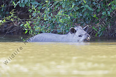 Flachlandtapir