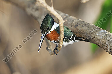 Grünfischer Männchen