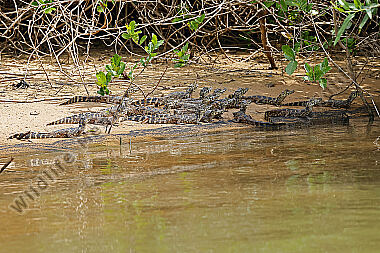 Brillenkaiman Babies