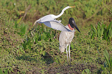 Jabiru