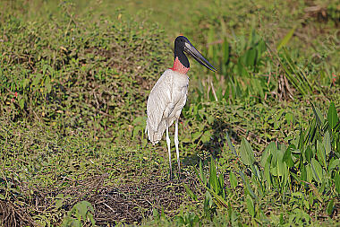 Jabiru