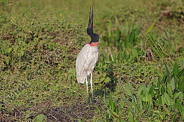 Jabiru