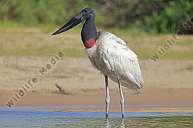 Jabiru