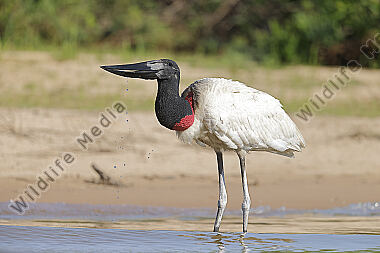 Jabiru