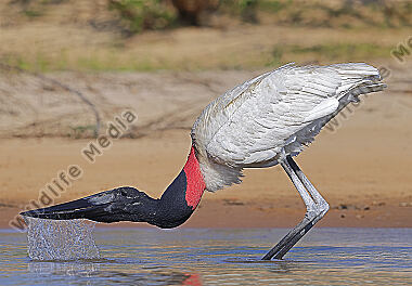 Jabiru