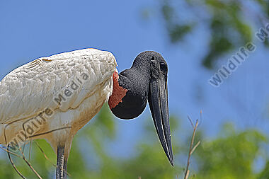 Jabiru