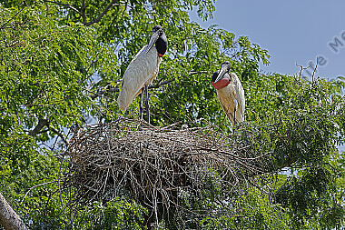 Jabiru