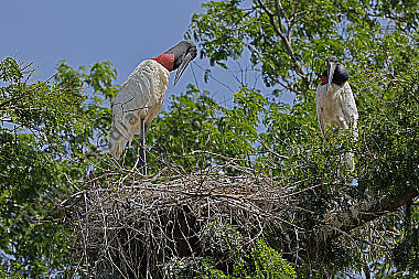Jabiru