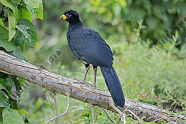 Nacktgesichthokko Männchen