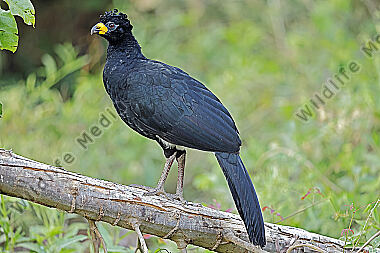 Nacktgesichthokko Männchen