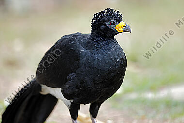 Nacktgesichthokko Männchen