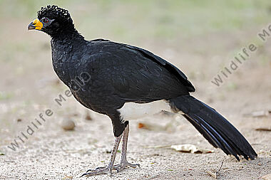 Nacktgesichthokko Männchen