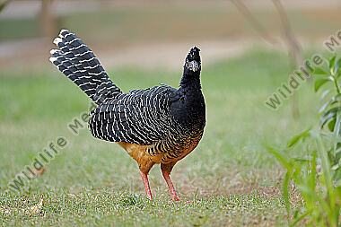 Nacktgesichthokko Weibchen