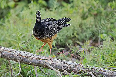 Nacktgesichthokko Weibchen