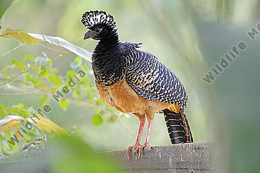 Nacktgesichthokko Weibchen